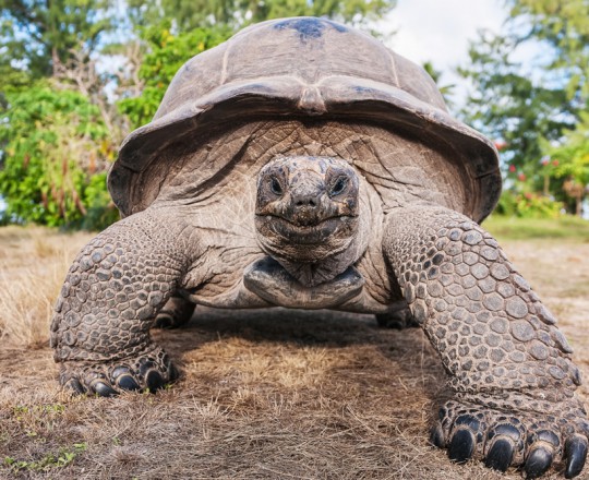 Aldabra-Riesenschildkröte | Seychellen