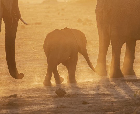 Elefanten-Baby | Botswana