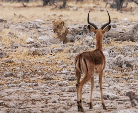 Impala beobachtet Löwin | Namibia
