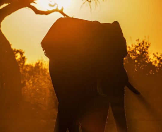Afrikanischer Elefant | Botswana