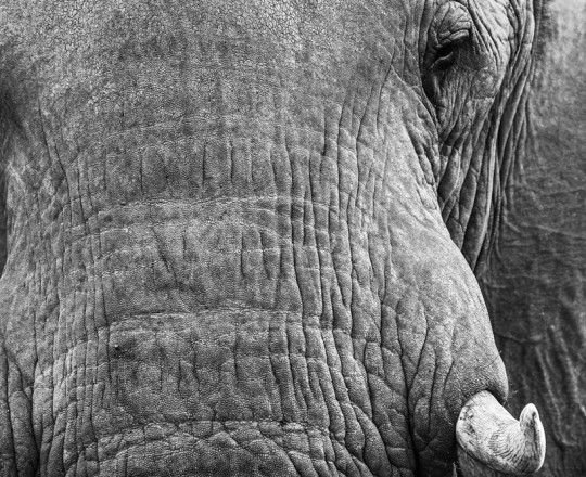 Elefantenporträt | Botswana