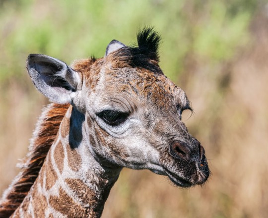 Giraffen-Baby | Botswana