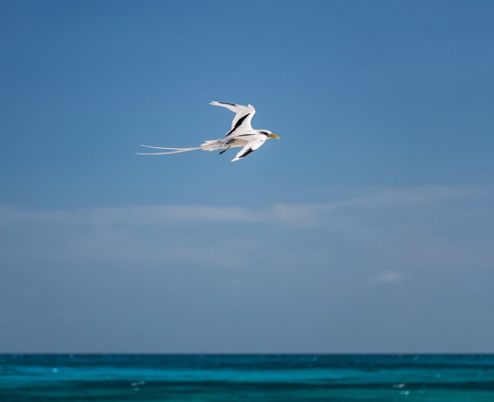 Weißschwanz-Tropikvogel | Seychellen