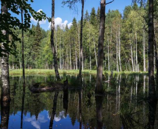 Moorlandschaft | Finnland
