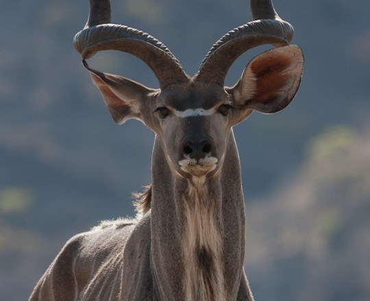 Großer Kudu | Namibia