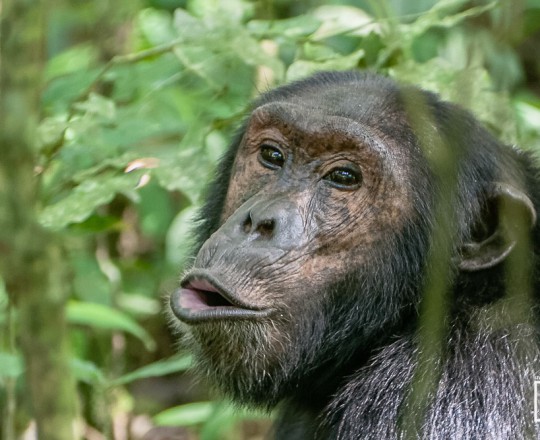 Schimpanse | Uganda