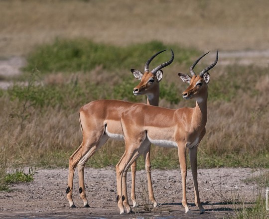 Impalas | Botswana
