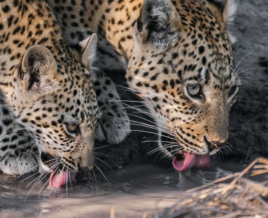 Leoparden | Botswana