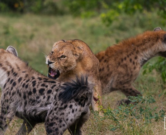 Löwin vs. Hyänen | Botswana