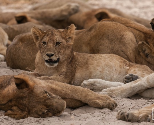 Löwenkind | Botswana