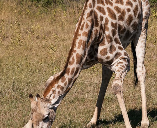 Giraffe | Botswana