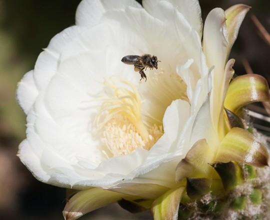 Kaktusblüte und Biene | Spanien
