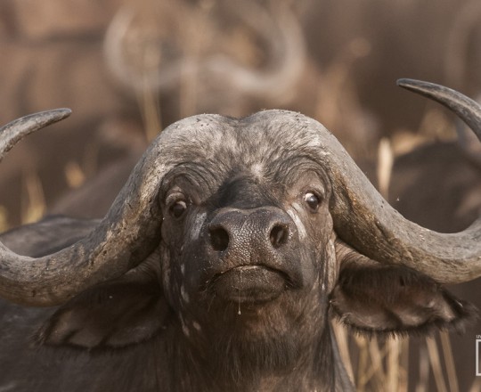 Afrikanischer Büffel | Tanzania