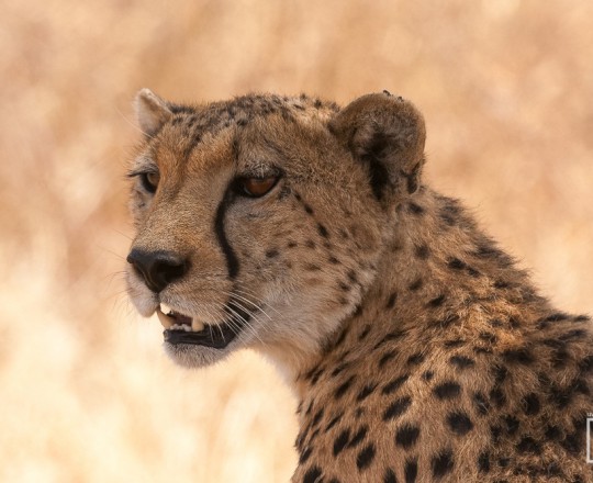 Gepardin | Tanzania