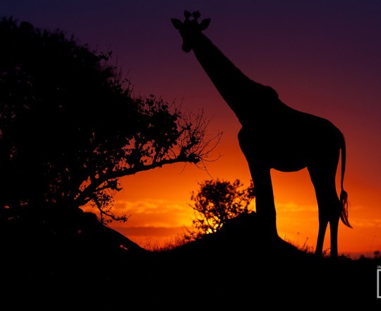 Massai-Giraffe | Tanzania