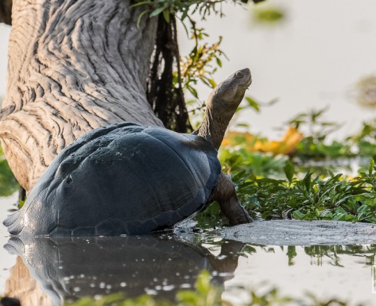 Ostafrikanische Sumpfschildkröte | Tanzania