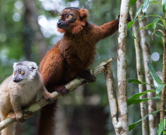 Lemuren-Hybride | Madagaskar