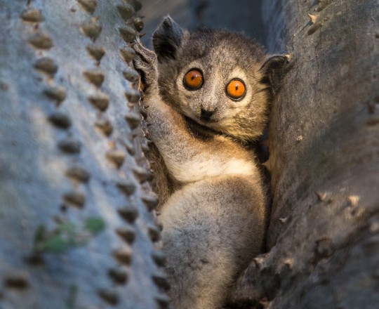 Wieselmaki | Madagaskar