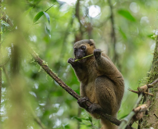 Goldener Bambuslemur | Madagaskar