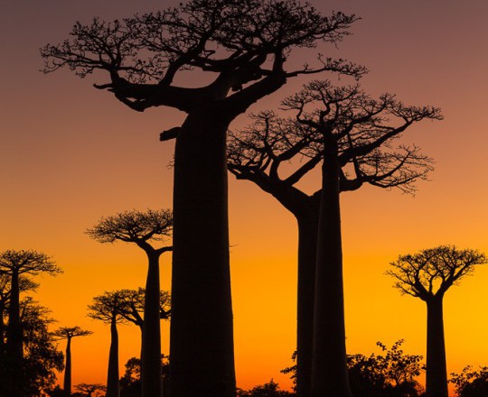 Sonnenaufgang Baobaballee | Madagaskar
