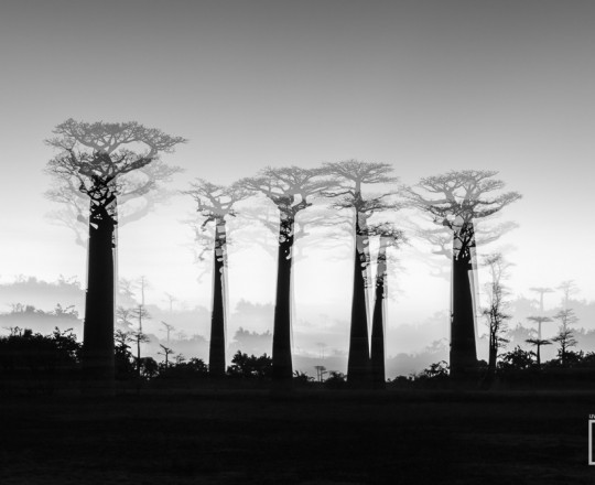 Baobaballee | Mehrfachbelichtung