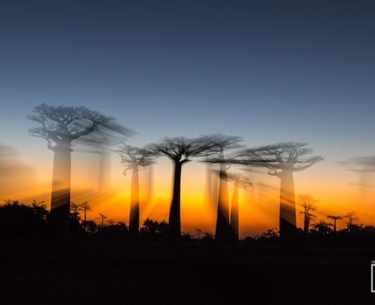 Baobaballee | Zoomtechnik