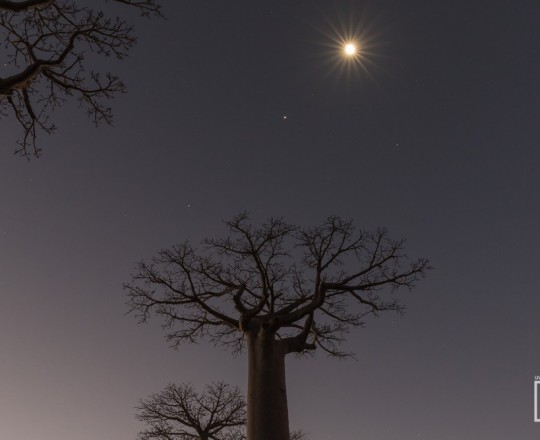 Mond über Baobab | Madagaskar
