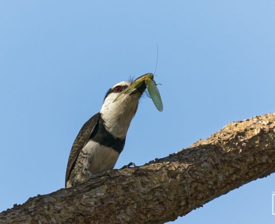 Weithals-Faulvogel | Costa Rica