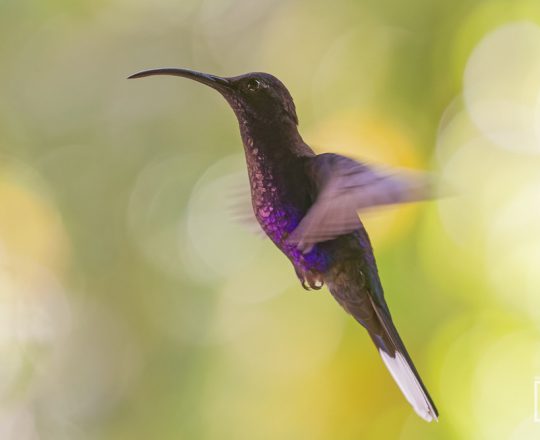 Violettdegenflügel | Costa Rica