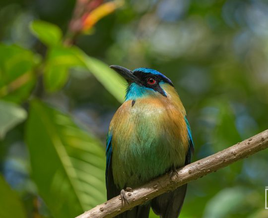 Blauscheitel-Motmot | Costa Rica