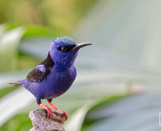 Türkis-Naschvogel | Costa Rica