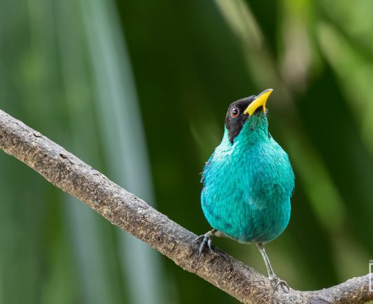 Kappen-Naschvogel | Costa Rica