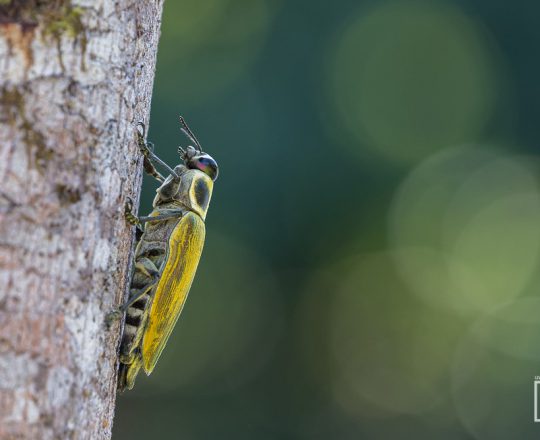 Käfer - unbestimmte Art | Costa Rica